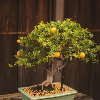 A citrus bonsai with ripe orange fruit, in a green pot on a wooden bench.