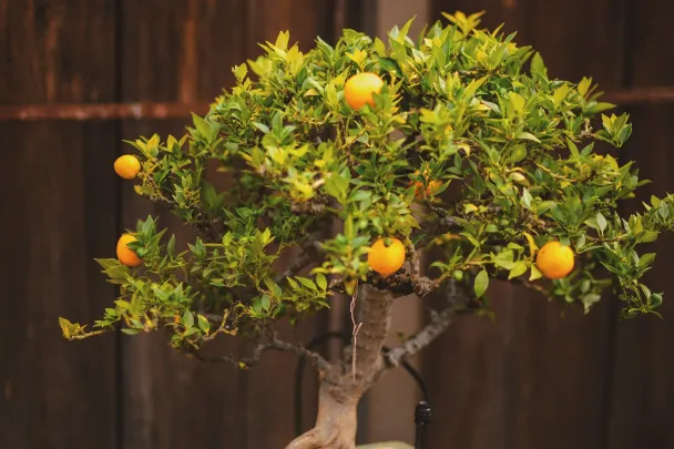 A citrus bonsai with ripe orange fruit, in a green rectangular pot on a wooden bench, in front of a dark wooden wall.