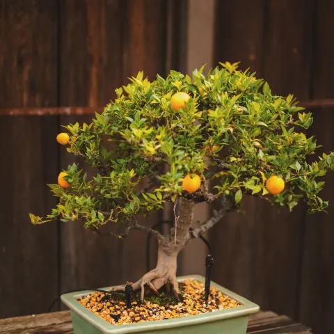 A citrus bonsai with ripe orange fruit, in a green pot on a wooden bench.