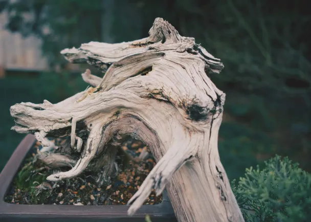 A close view of pale, weathered deadwood on a juniper bonsai trunk, with green foliage at the edge.