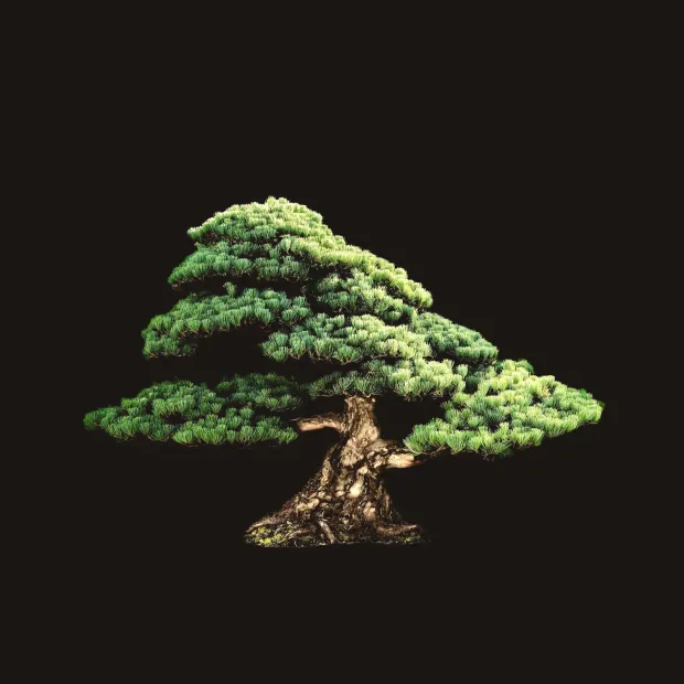 A pine bonsai with layered pads of green needles and a thick, twisted trunk, against a black background.